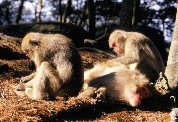 Monkey Stranger The Art of Storytelling–Stranger Than… | Indie Scriptorium — Self ...
